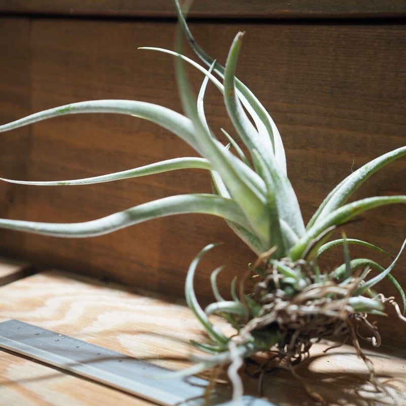 チランジア ／ カルウィンスキアナ (T.karwinskyana) ＊A01/Jun22 |