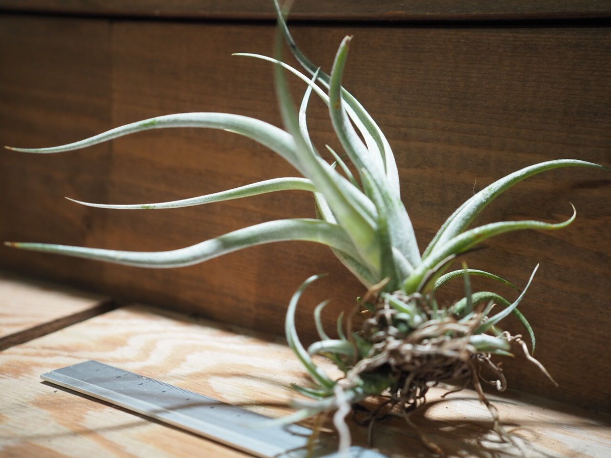 チランジア ／ カルウィンスキアナ (T.karwinskyana) ＊A01