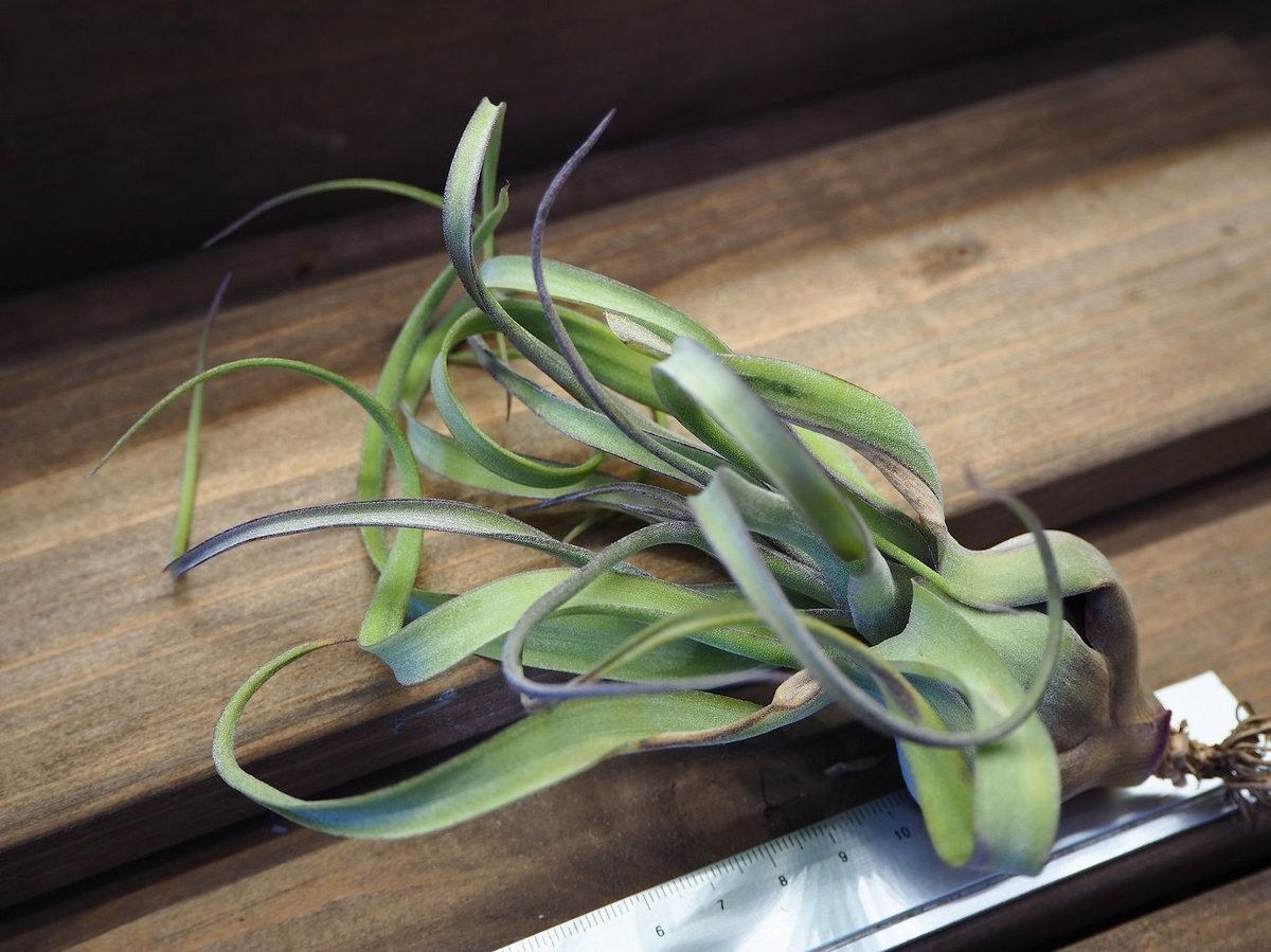 チランジア ／ ナチュラリーゴージャス (T.'Naturally Gorgeous') ☆1