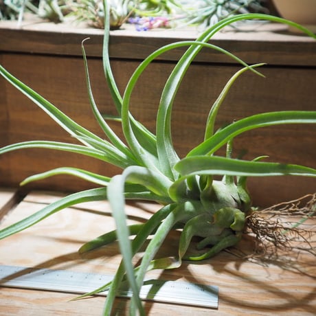 チランジア ／ ストレプトフィラ XL　(T.streptophylla)　＊A01/Jun22-01