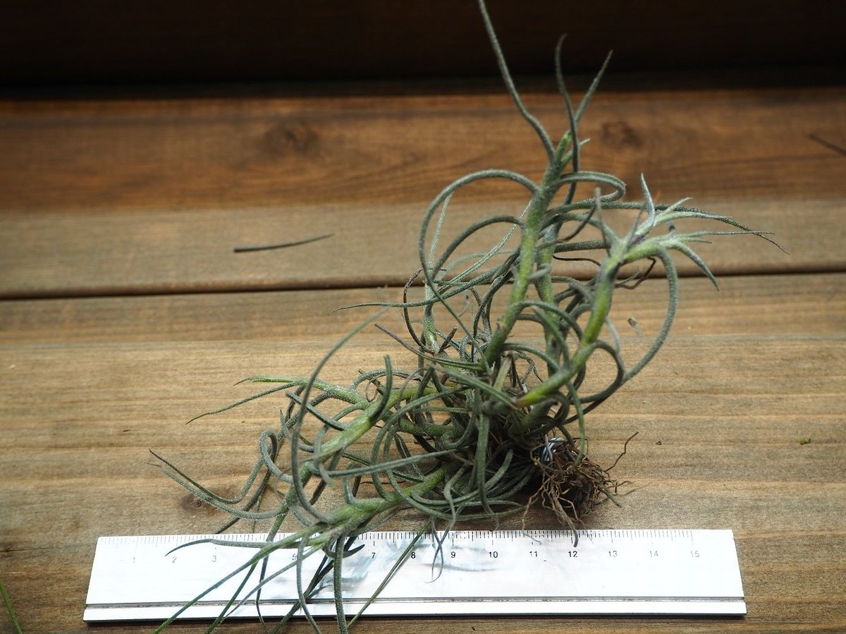 Tillandsia Mallemontii Blue 速達発送 Tillandsia Mallemontii Blue 速達発送
