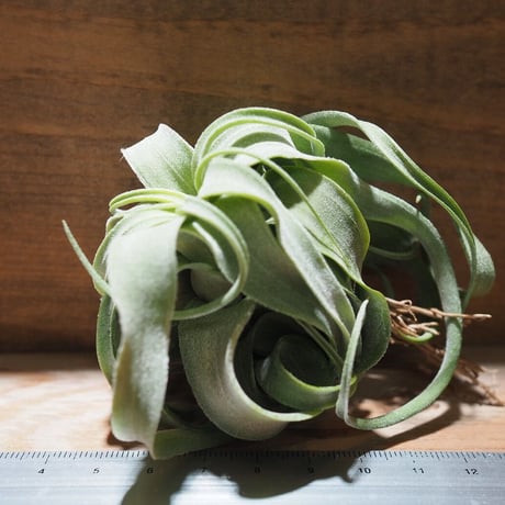 チランジア ／ ストレプトフィラ M　(T.streptophylla)  ★タイ農場　＊A01/Feb20-01