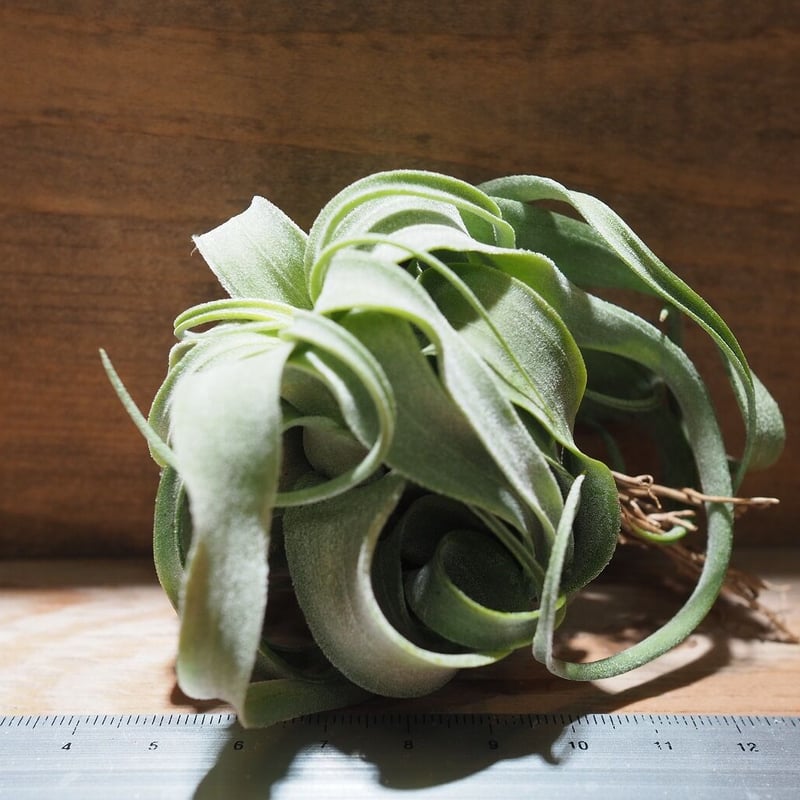 チランジア ／ ストレプトフィラ M (T.streptophylla) ☆タイ農場 ＊A0