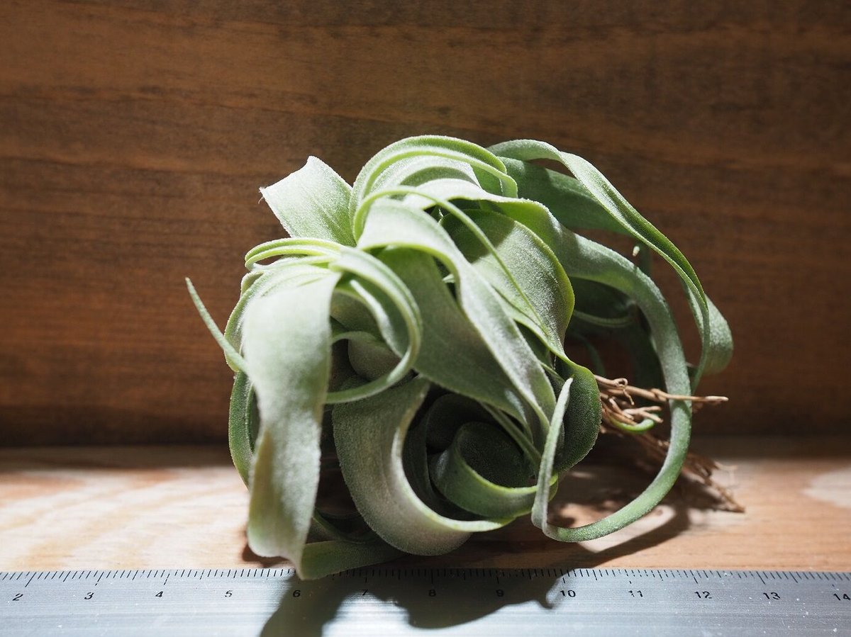 チランジア ／ ストレプトフィラ M (T.streptophylla) ☆タイ農場 ＊A0