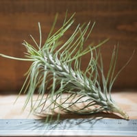 チランジア ／ イオナンタ ファットボーイ (T.ionantha 'Fat Boy') ☆E