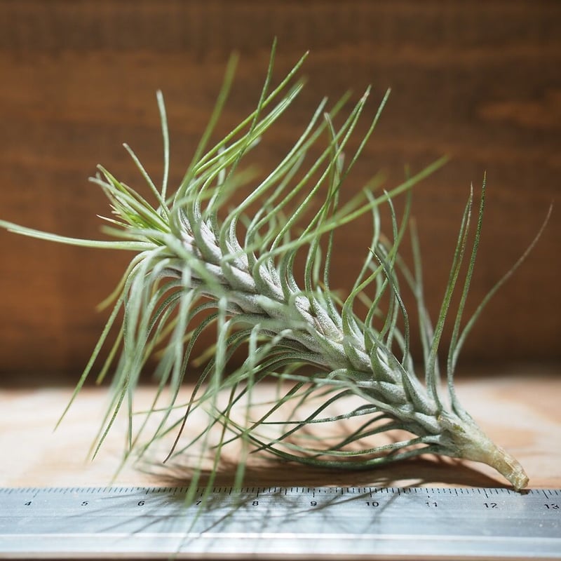 ラティフォリア リューコフィラ チランジア ティランジア |チランジア