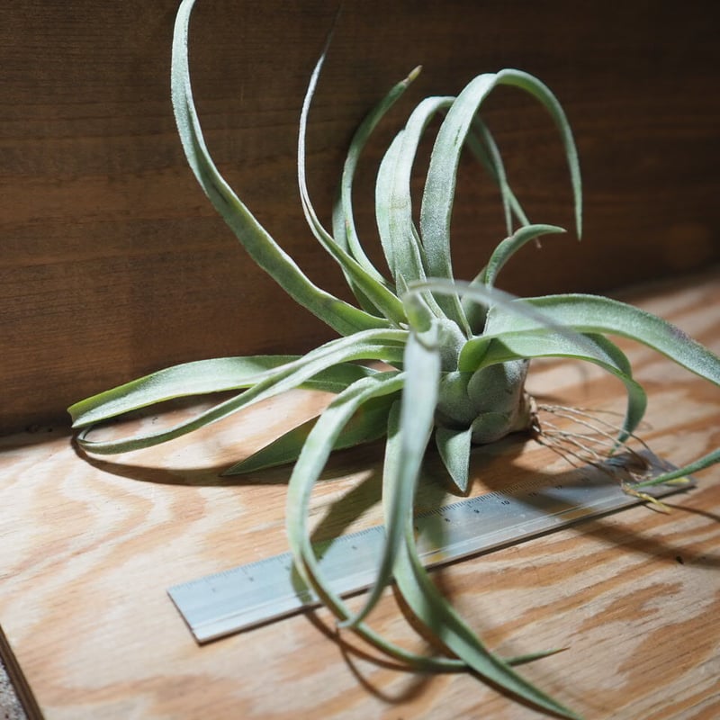 チランジア ／ ストレプトフィラ S (T.streptophylla) ＊A01