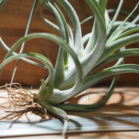 チランジア ／ パウシフォリア × ストレプトフィラ　(T.paucifolia × T.streptophylla)　＊A01/Dec26