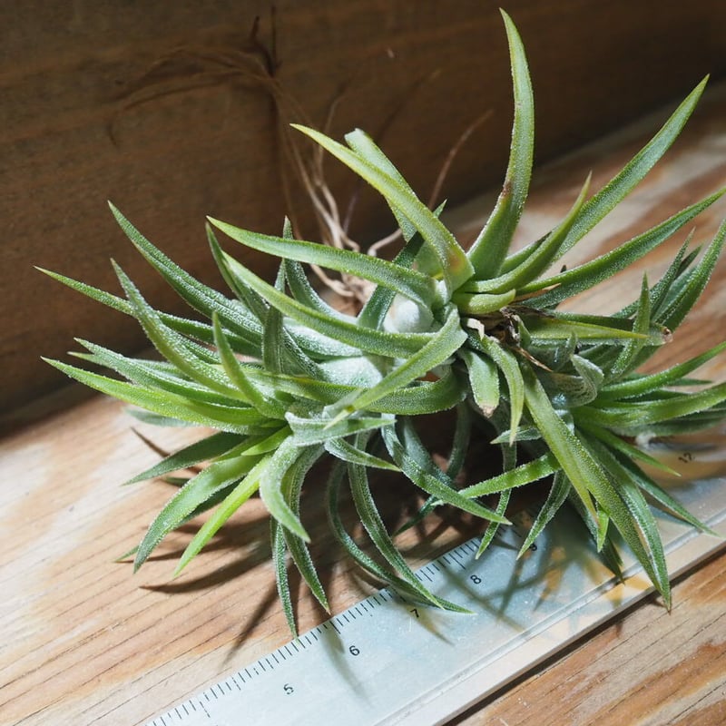 チランジア ／ イオナンタ アルビノ CL (T.ionantha 'Albino