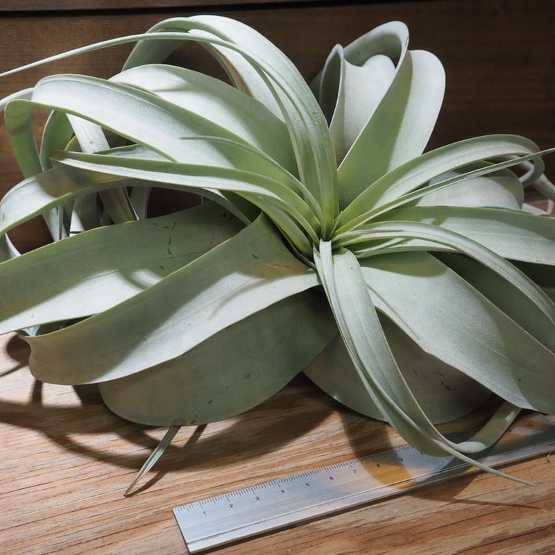 チランジア キセログラフィカ × ブラキカウロス ブラキカウロス × キセログラフィカ 14号 | air-plants TENGU-DO