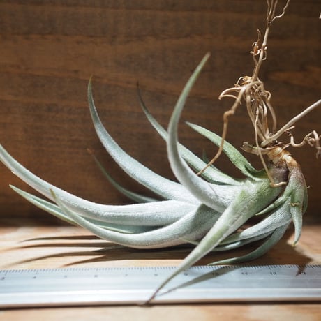 チランジア Pang Maralyn T.Pang Maralyn (xerographica×ionantha) | 【Good