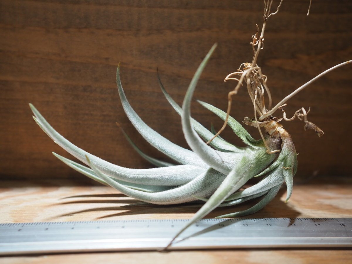 【新種記載中】T. aff. xiphioides T'S TROPICALS 新種記載中】T. aff. xiphioides T'S TROPICALS