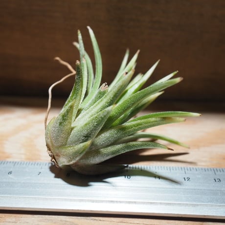 チランジア ／ イオナンタ アルボマージナータ　(T.ionantha 'Albo-Marginata')　＊A01/Feb27-01