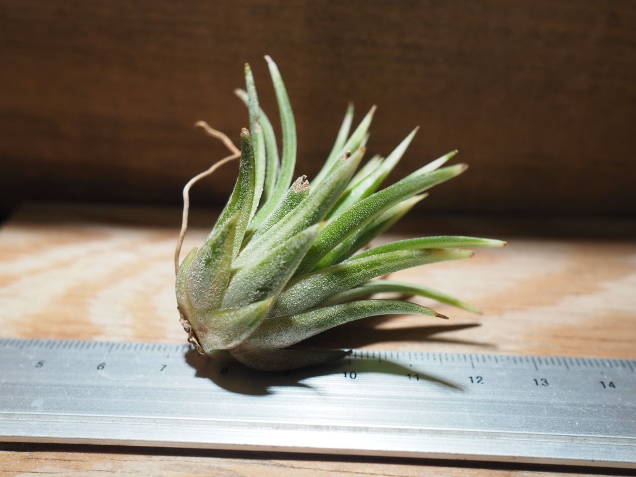 チランジア ／ イオナンタ アルボマージナータ (T.ionantha 'Albo-Margi