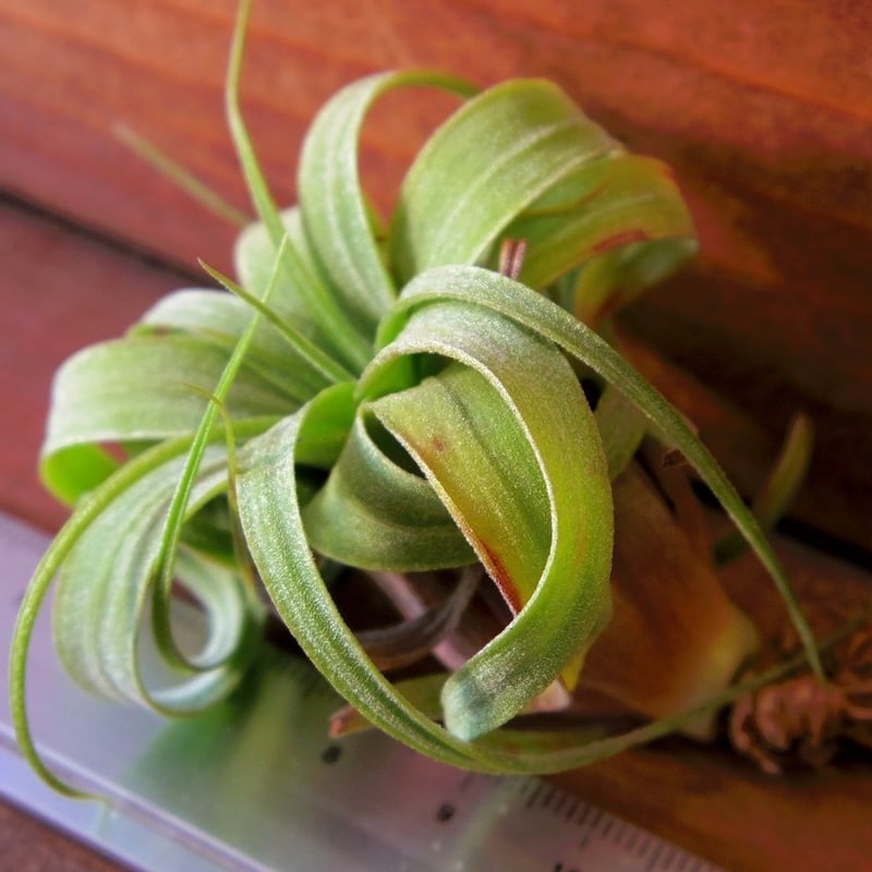 Tillandsia Curly Fatso チランジア カーリーファッツォ Tillandsia