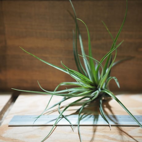 チランジア ／ ストリクタ マゼンタ　(T.stricta 'Magenta')　＊A01/May08