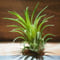 チランジア / イオナンタ ヴァリエガータ (T.ionantha \'Variegata\') *A01/Apr4