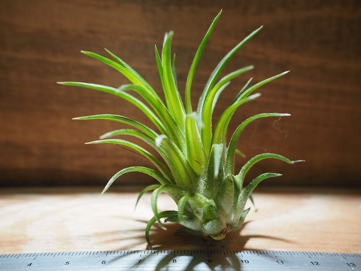 希少人気♡チランジア♡カピタータ サングロー ヴァリエガータ バリエ 斑入り 希少人気♡チランジア♡カピタータ サングロー ヴァリエガータ バリエ