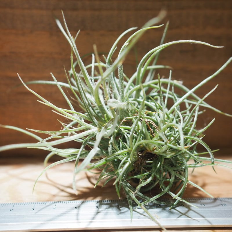 レア) チランジア Bird Rock Tango 子株 レア) チランジア Bird Rock Tango 子株