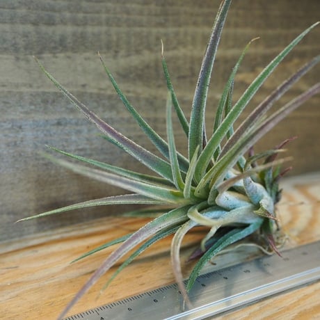 チランジア ／ プルイノーサ × スカポーサ　(T.pruinosa × T.scaposa)　＊A02/Dec14