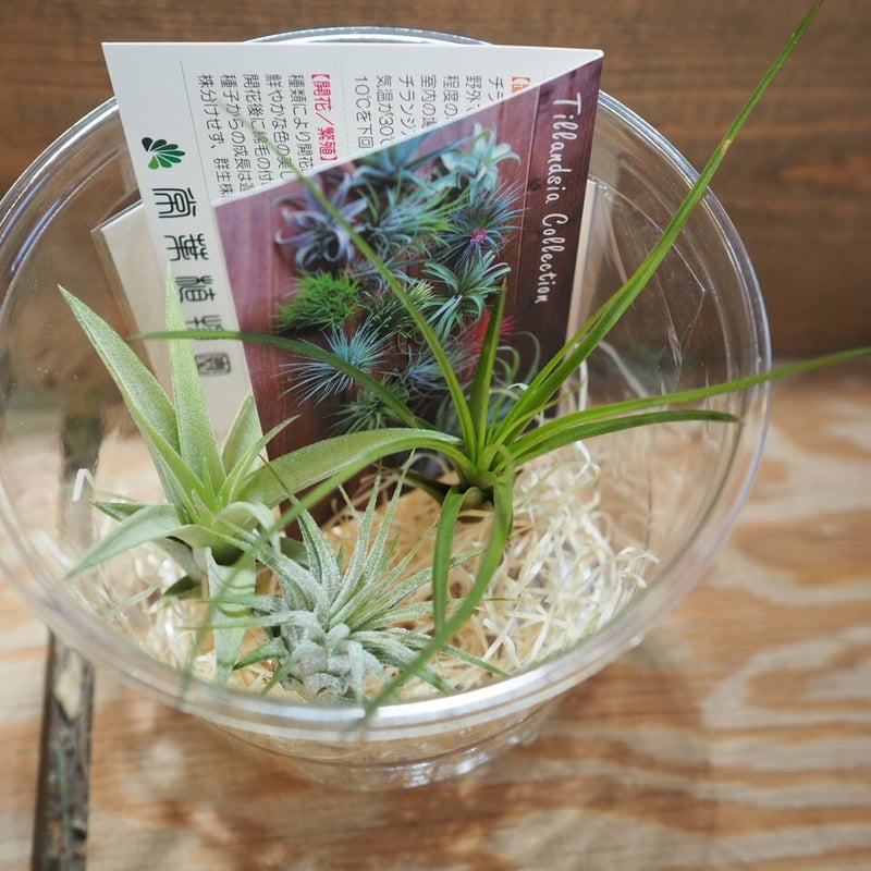 チランジア ／ 入門3点セット Aタイプ (Tillandsia A-type) | 常葉植物...