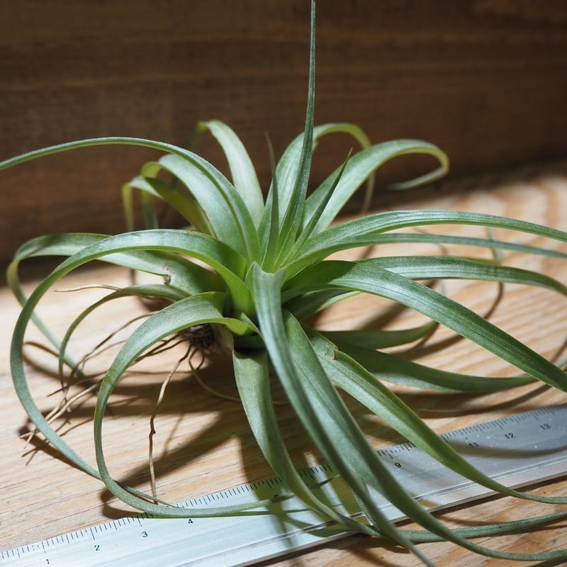 R*o様 チランジアハイブリッド R*o様 チランジアハイブリッド R*o様