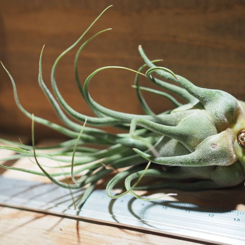 チランジア ／ セレリアナ ミニパープル (T.seleriana 'Mini Purple'