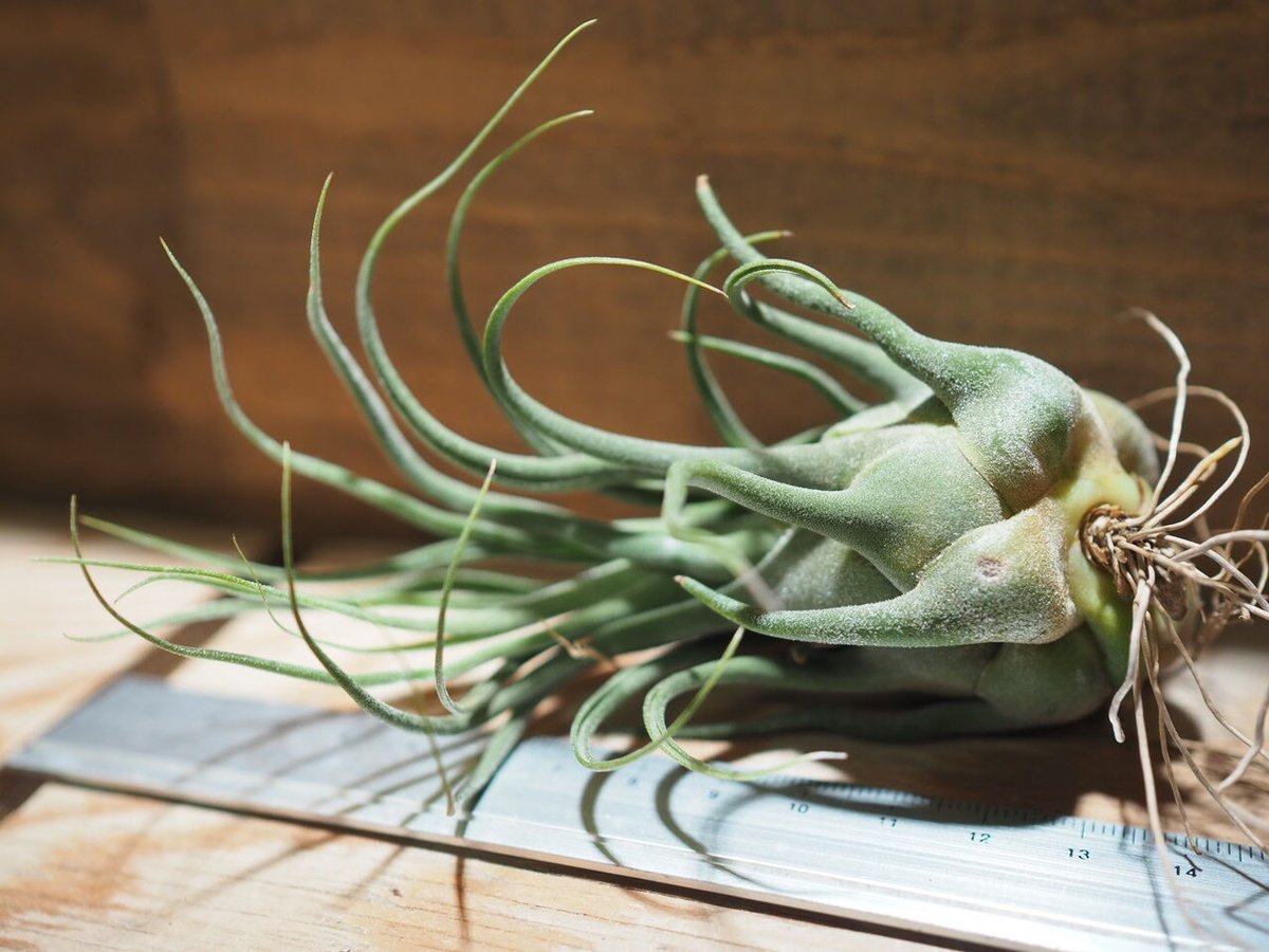 H*S様 チランジア セレリアナ ミニパープル Tillandsia ティランジ チランジア ／ セレリアナ ミニパープル (T.seleriana 'Mini