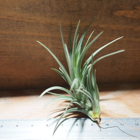 チランジア ／ テヌイフォリア ブロンズチップ　(T.tenuifolia 'Bronze Tip')　＊A01/Jun22