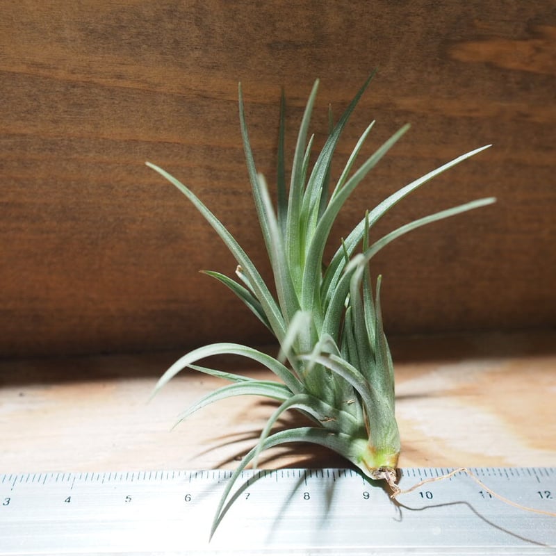 チランジア ／ テヌイフォリア ブロンズチップ (T.tenuifolia 'Bronze T