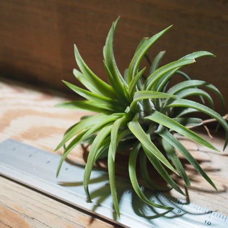 チランジア ／ イオナンタ ロン　(T.ionantha 'Ron')　★EF01/Feb05-01