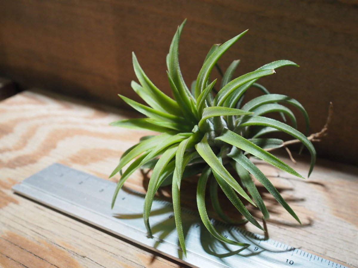 チランジア ／ イオナンタ ロン (T.ionantha 'Ron') ☆EF01/Feb05