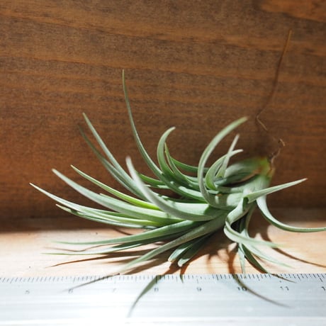 チランジア ／ テヌイフォリア ブロンズチップ　(T.tenuifolia 'Bronze Tip')　＊A01/Jun22
