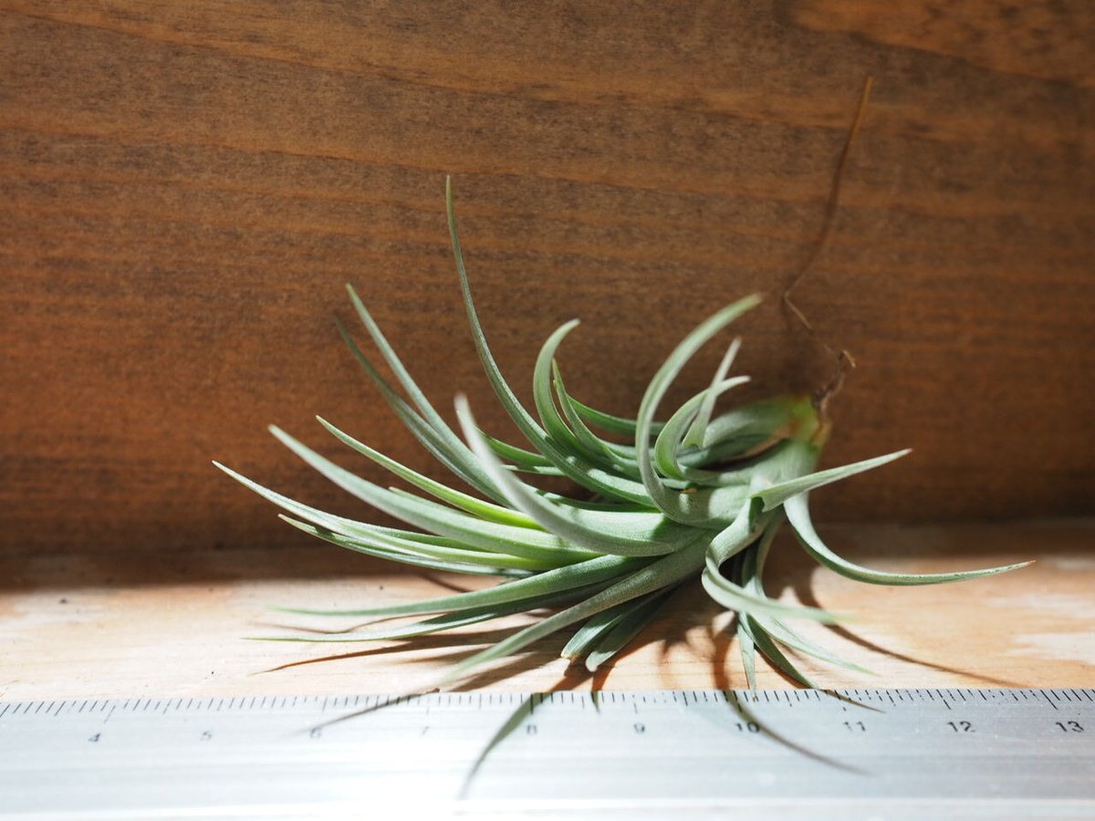 チランジア ／ テヌイフォリア ブロンズチップ (T.tenuifolia 'Bronze T