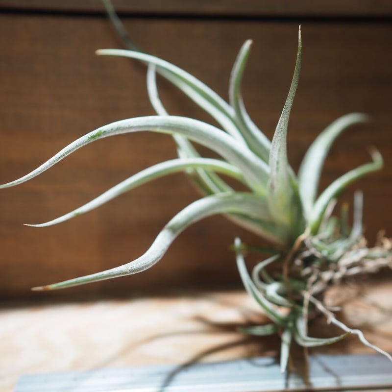 チランジア ／ カルウィンスキアナ (T.karwinskyana) ＊A01/Jun22 |