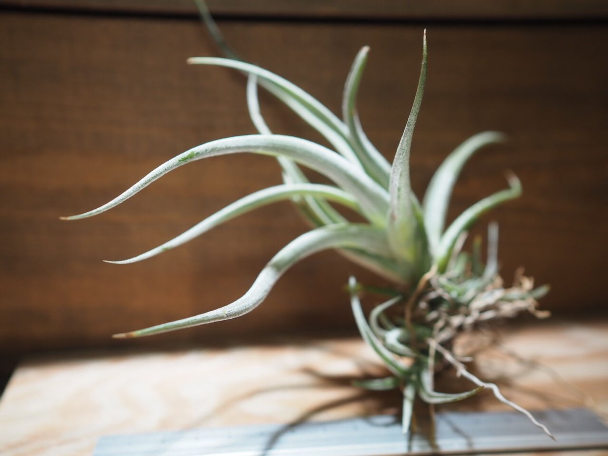 チランジア ／ カルウィンスキアナ (T.karwinskyana) ＊A01/Jun22 |