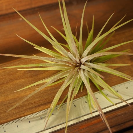 チランジア ／ イオナンタ プレデター　(T.ionantha 'Predator')