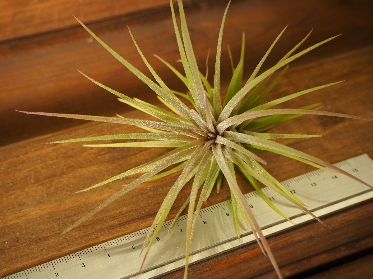 チランジア ／ イオナンタ プレデター (T.ionantha 'Predator') | 常