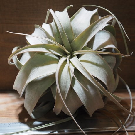 CATEGORY 学名・名称：X | 常葉植物園 Tokiwa Botanical-Garde