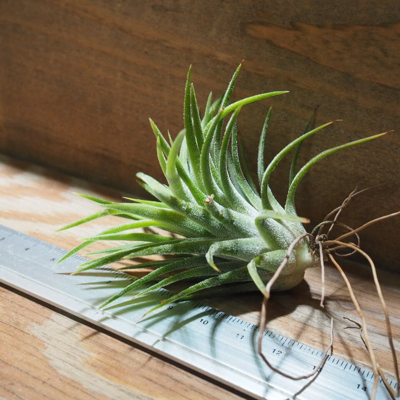 チランジア ／ イオナンタ アルビノ (T.ionantha 'Albino') ☆CD01/