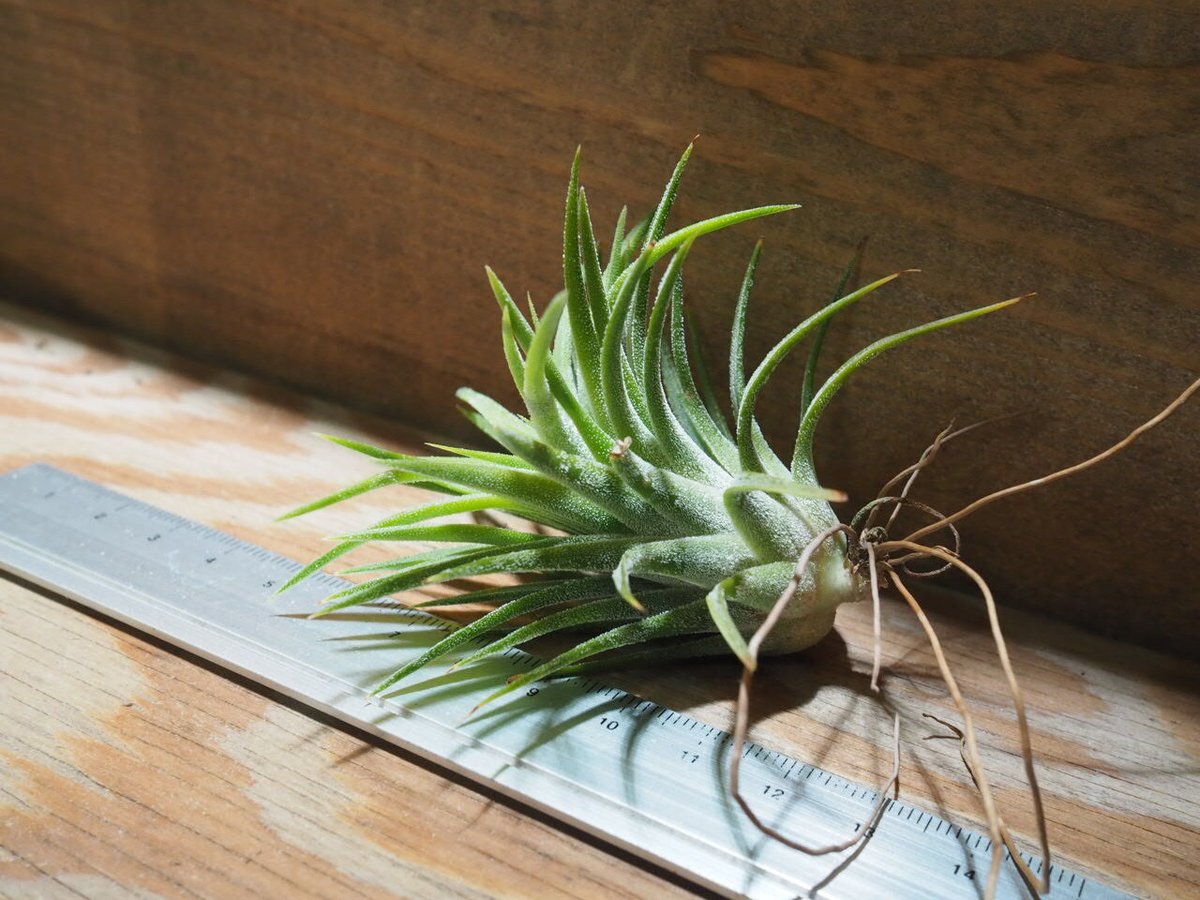 チランジア ／ イオナンタ アルビノ (T.ionantha 'Albino