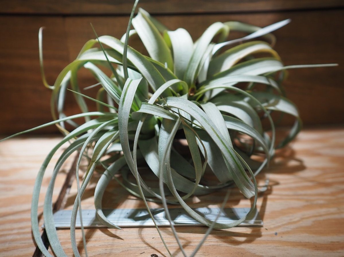 チランジア ベスト メドゥーサ クラス チランジア ベスト メドゥーサ クラス チランジア ベスト