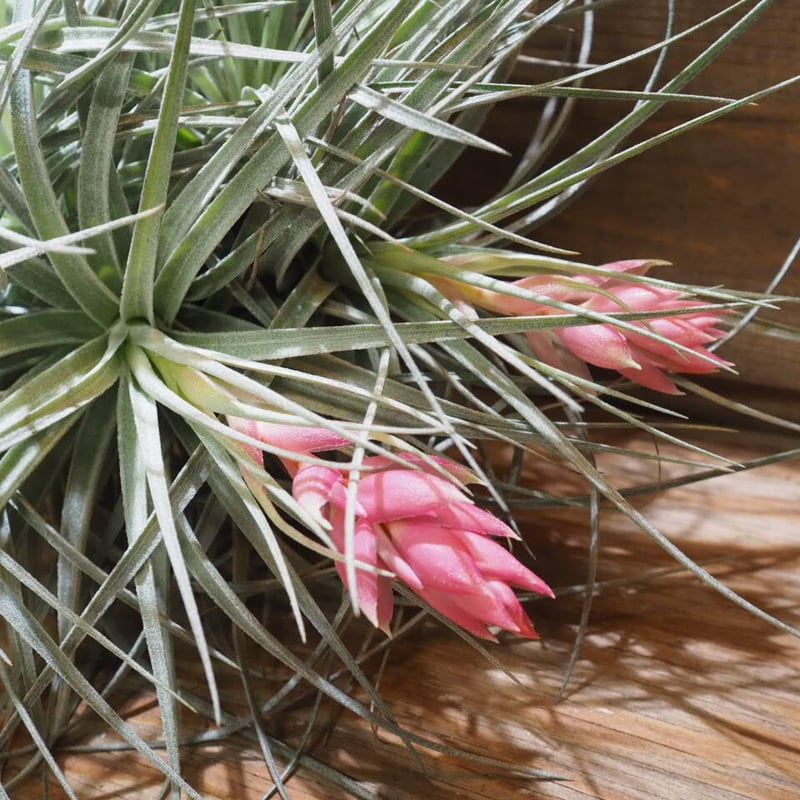 チランジア ／ コットンキャンディ XL-CL (T.'Cotton Candy') ☆XX0