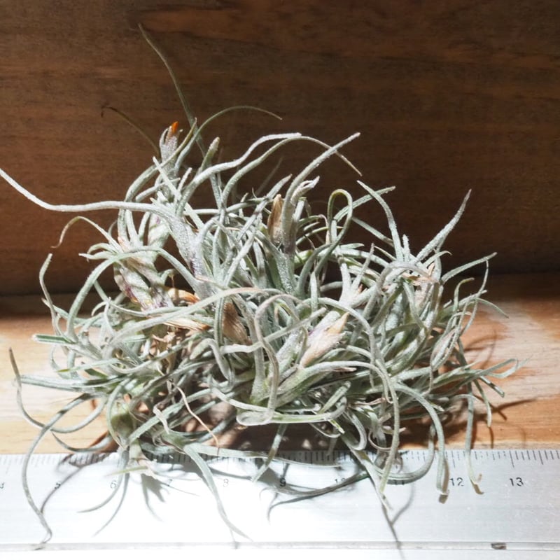 チランジア ／ クロカータ トリスティス (T.crocata var. tristis) ☆