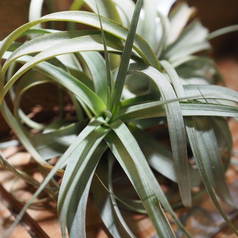 チランジア ベストインクラス × イオナンタ チランジア ベストインクラス × イオナンタ チランジア ／ ベストイン