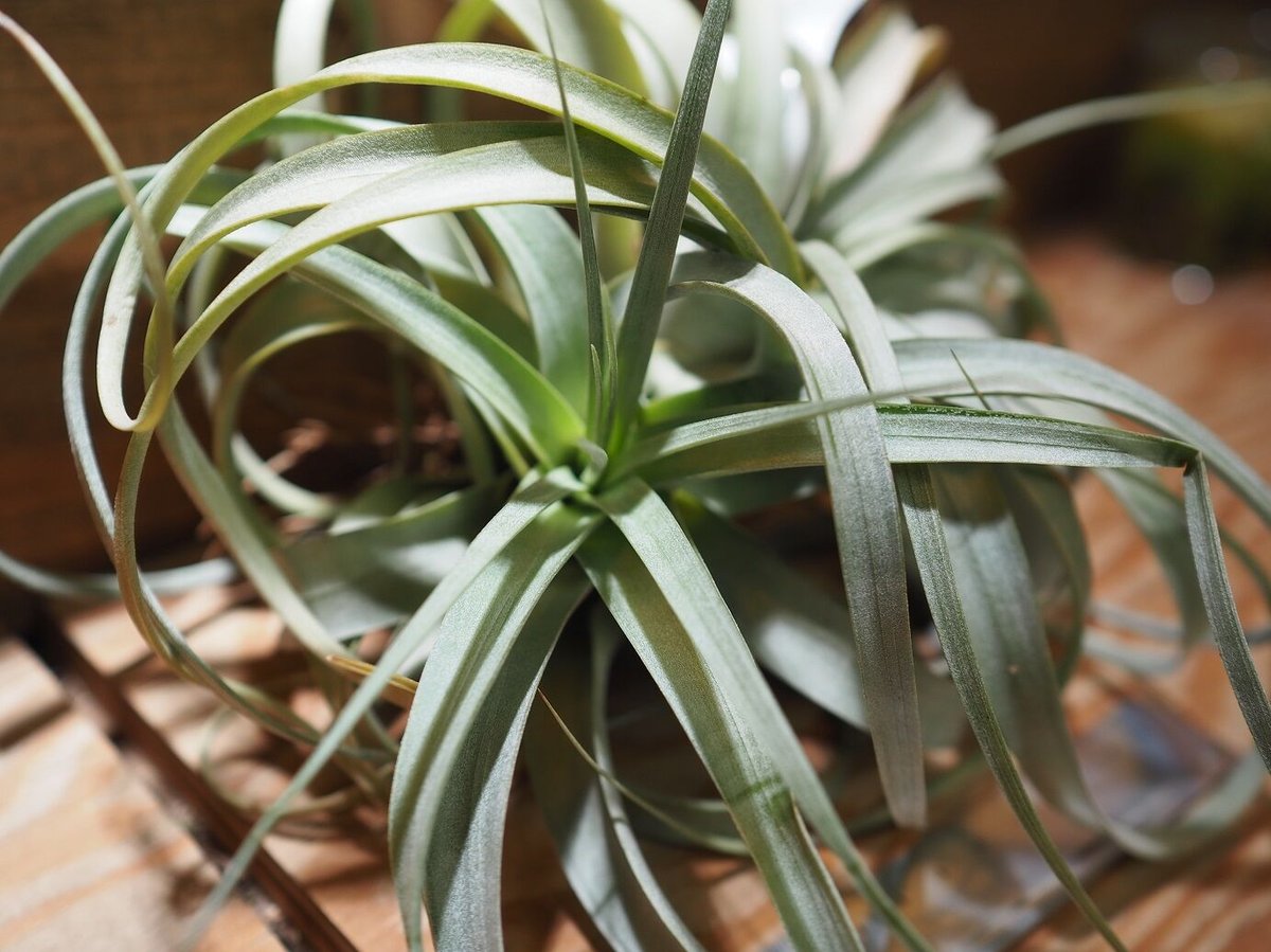 チランジア Kraken 子株つき 【公式通販】