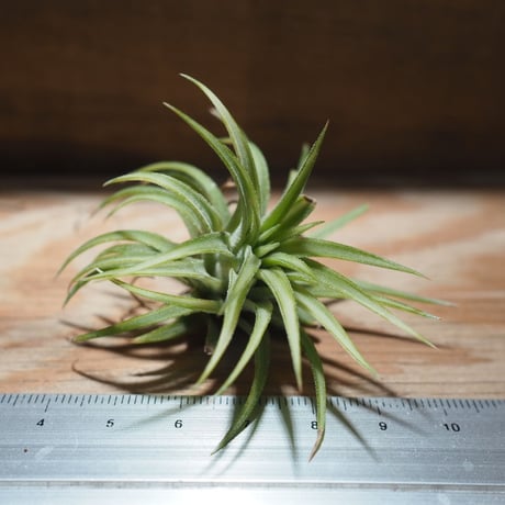 チランジア ／ イオナンタ アルボマージナータ　(T.ionantha 'Albo-Marginata')　＊A01/Feb23-02