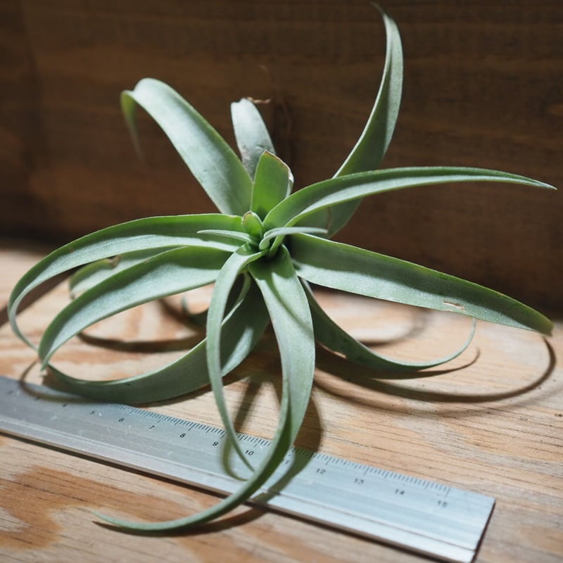 超希少❗️超特大❗️チランジア　カピタータ　シルバーローズ✨ スタッフ特選】カピタータ シルバーローズ 2XLサイズ | air