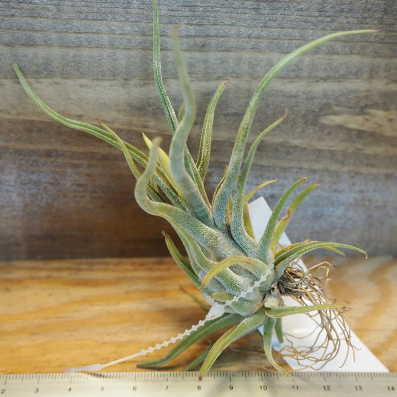 チランジア ／ カプトメデューサ ソノランスノー (T.caput-medusae