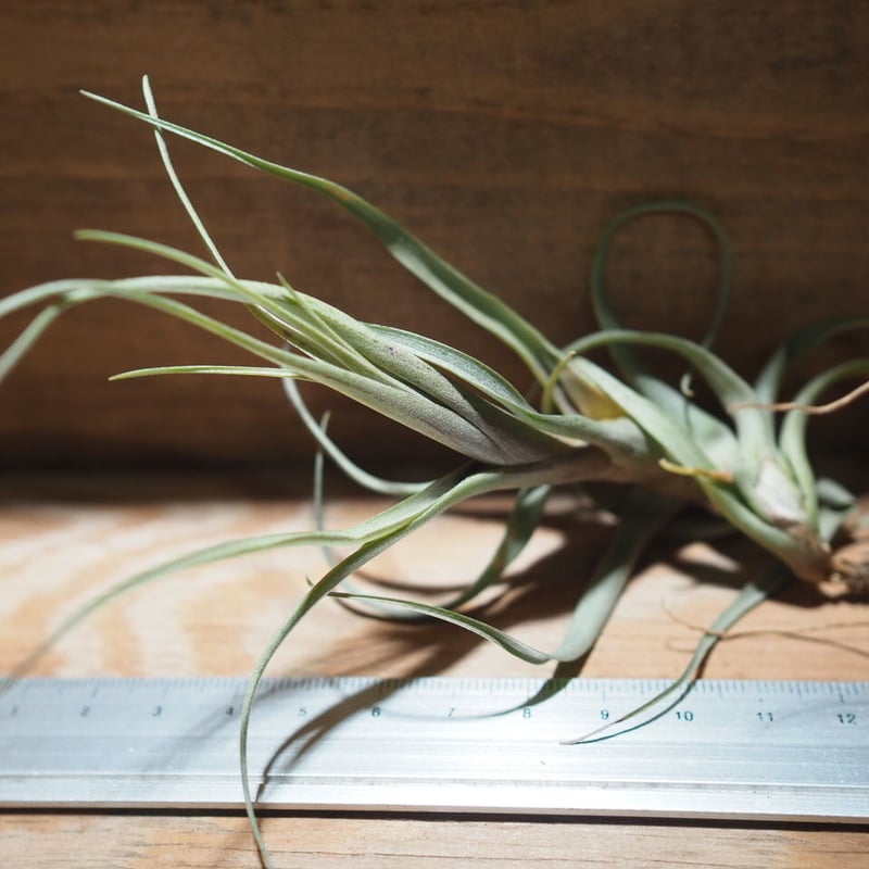 チランジア ／ ナナ (T.nana) ＊A01/Apr15 | 常葉植物園 Tokiwa B